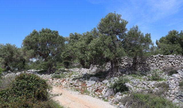 Olive oil and wine: Klis and Kaštela